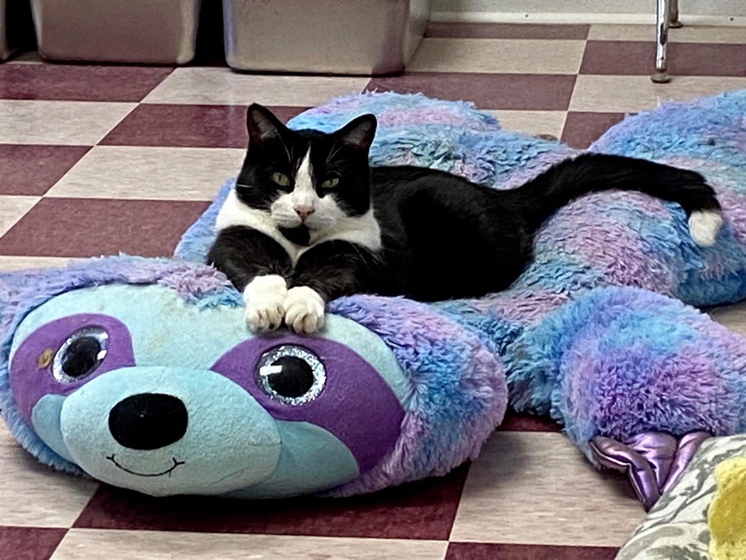 Chester, a Adoptable Domestic Short Hair in Rochester, NY image 6/12