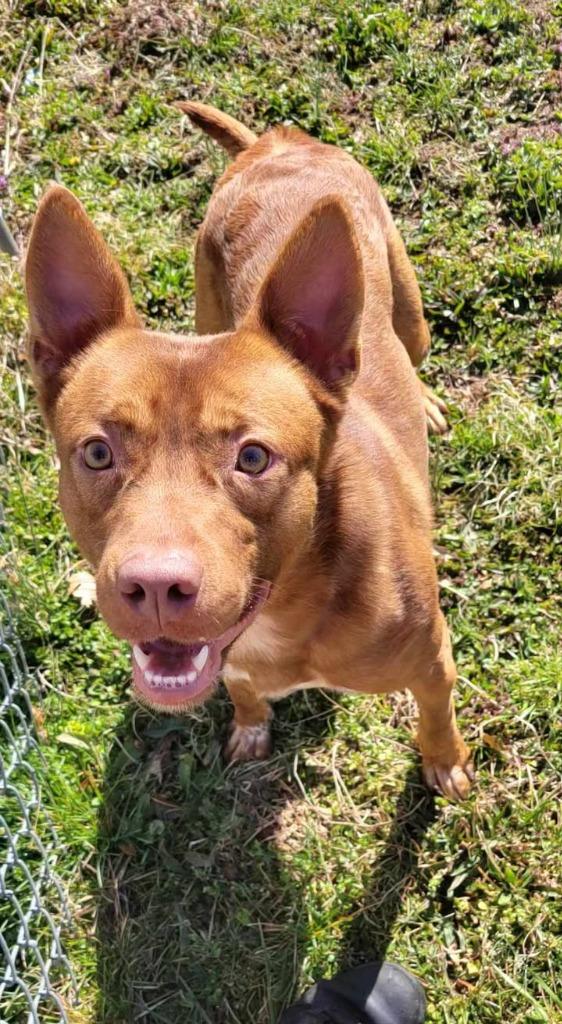 Smeargle, Adoptable, Young Male Shepherd & Terrier.
