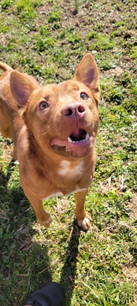 Enlarge Smeargle, a Adoptable mixed breed in Shelbyville, TN image 3/5