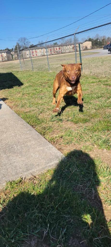 Enlarge Smeargle, a Adoptable mixed breed in Shelbyville, TN image 4/5