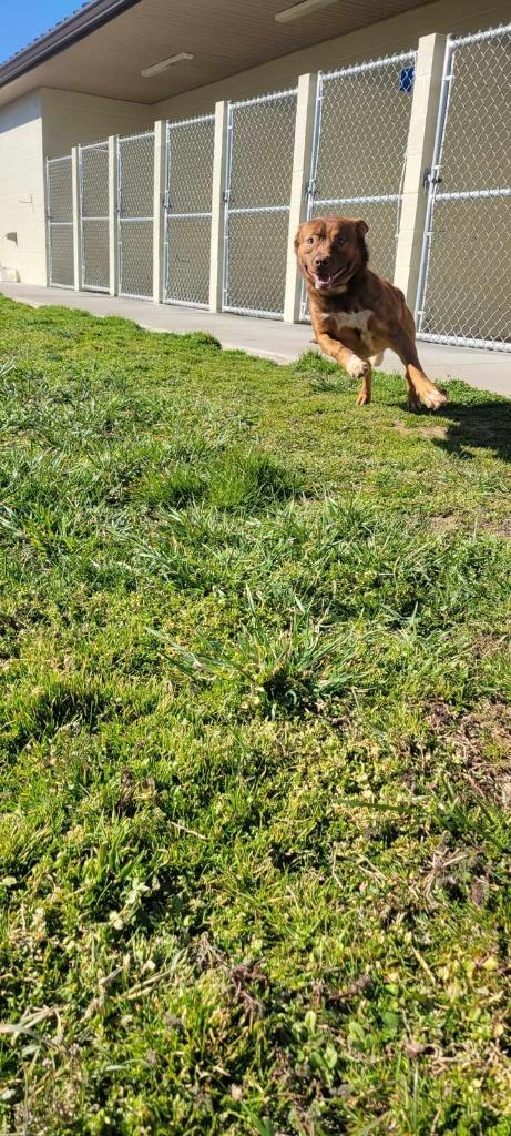 Enlarge Smeargle, a Adoptable mixed breed in Shelbyville, TN image 2/5