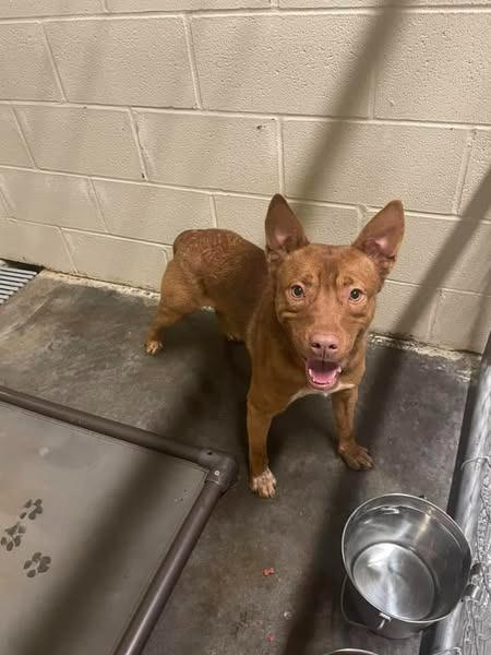 Enlarge Smeargle, a Adoptable mixed breed in Shelbyville, TN image 5/5