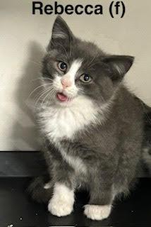 Rebecca, Adopted, Kitten Female Domestic Short Hair & Tuxedo.