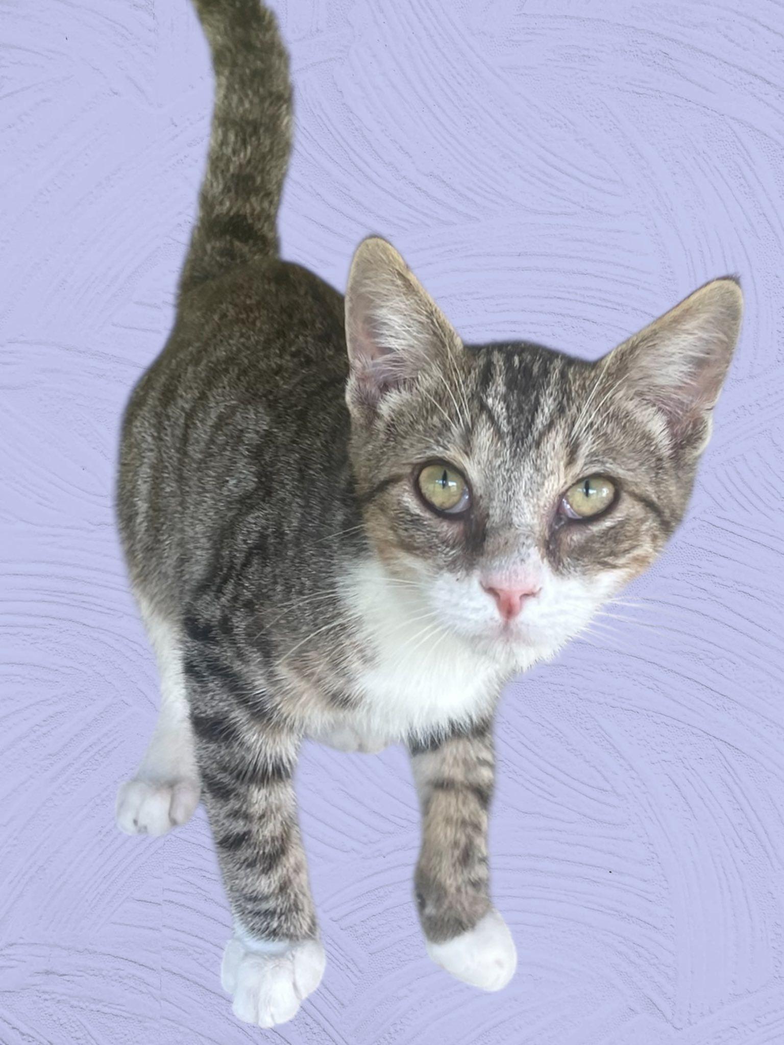 Enlarge Cairo NJ, a Adoptable Domestic Short Hair in Morristown, NJ image 1/2