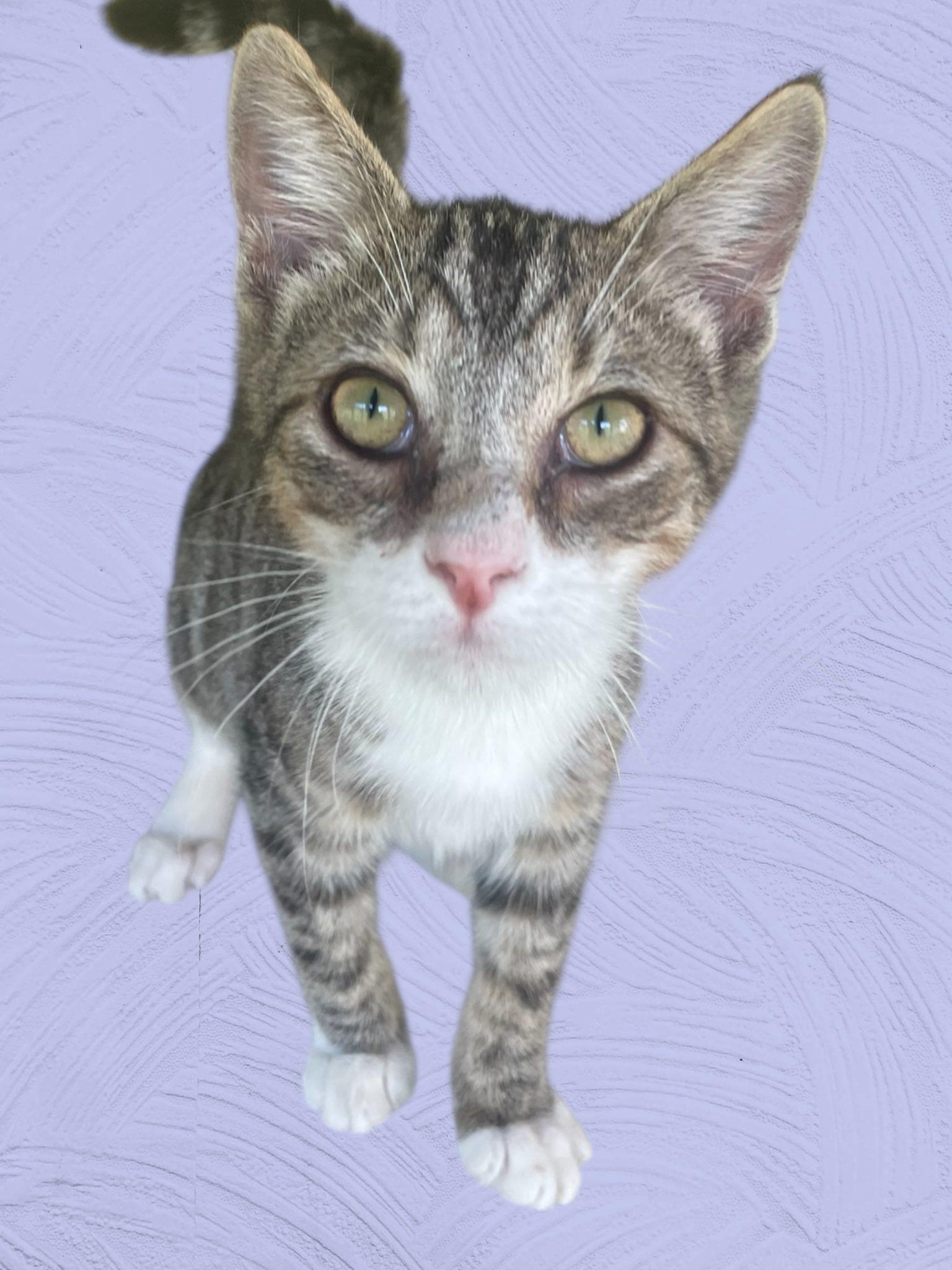 Enlarge Cairo NJ, a Adoptable Domestic Short Hair in Morristown, NJ image 2/2