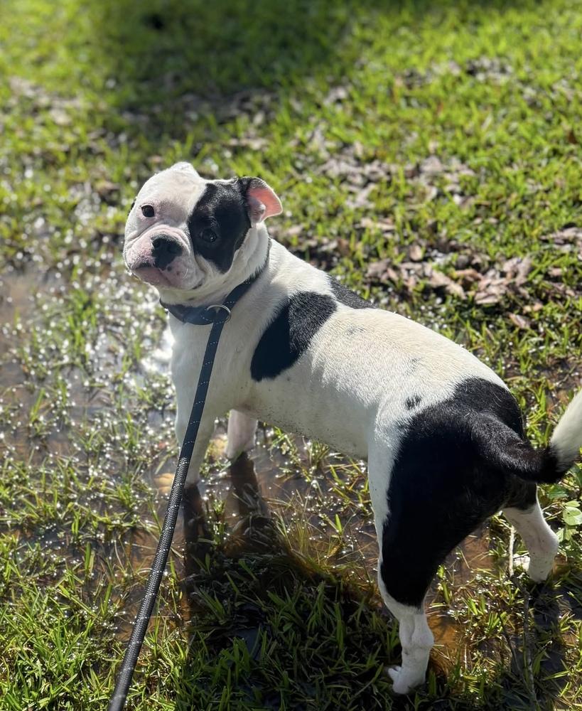 Dustin, a Adoptable mixed breed in Syracuse, NY image 1/5