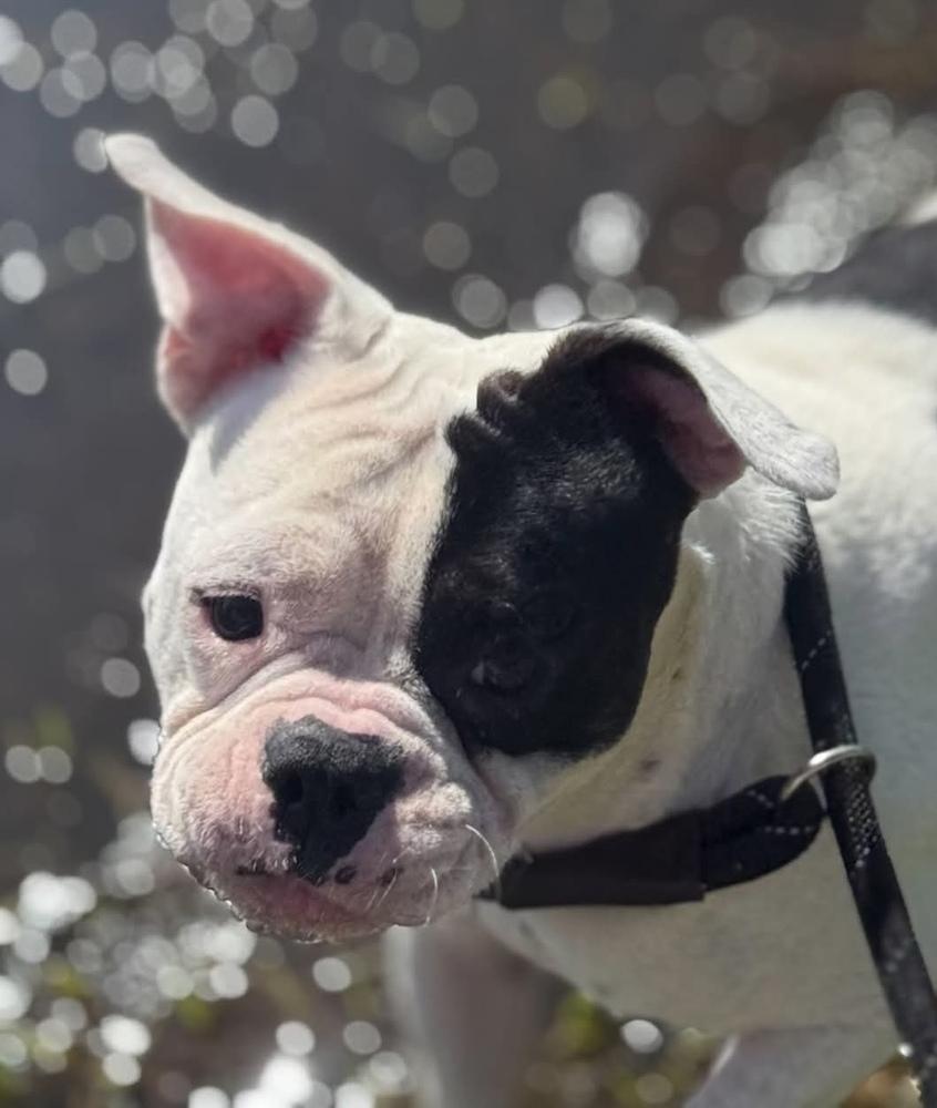 Dustin, a Adoptable mixed breed in Syracuse, NY image 2/5