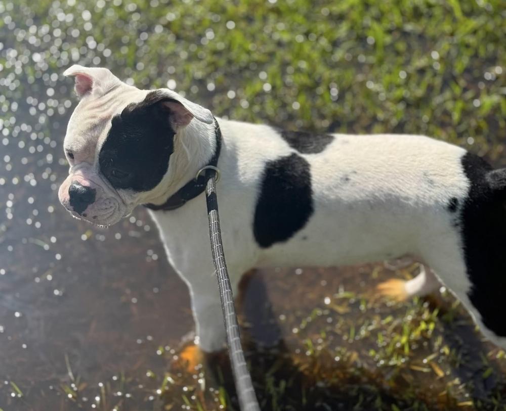Dustin, a Adoptable mixed breed in Syracuse, NY image 3/5
