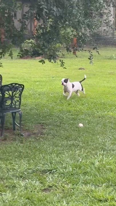 Enlarge Dustin, a Adoptable mixed breed in Syracuse, NY video 5/5