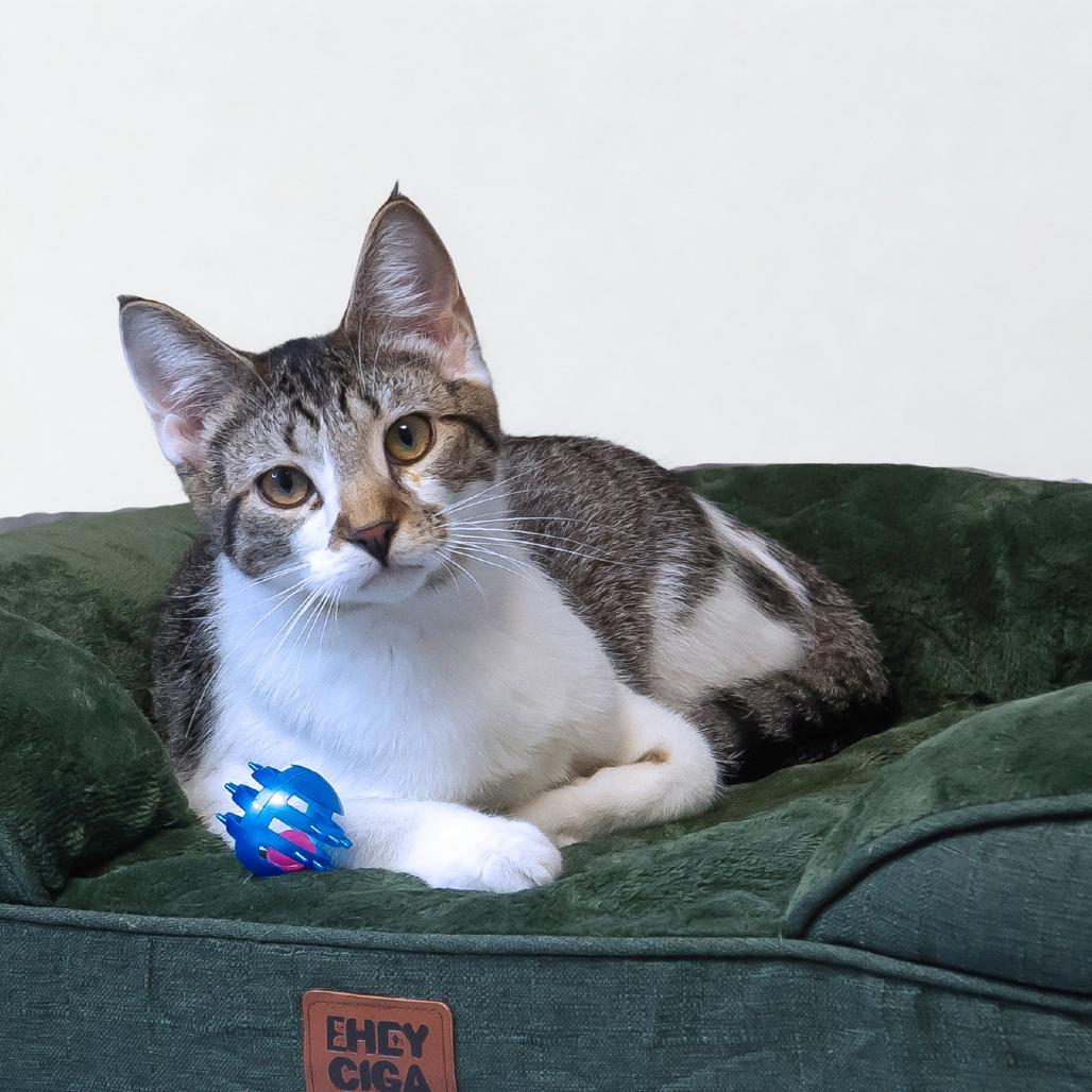 Dali C25-212, a Adoptable Domestic Short Hair in Lebanon, TN image 1/6