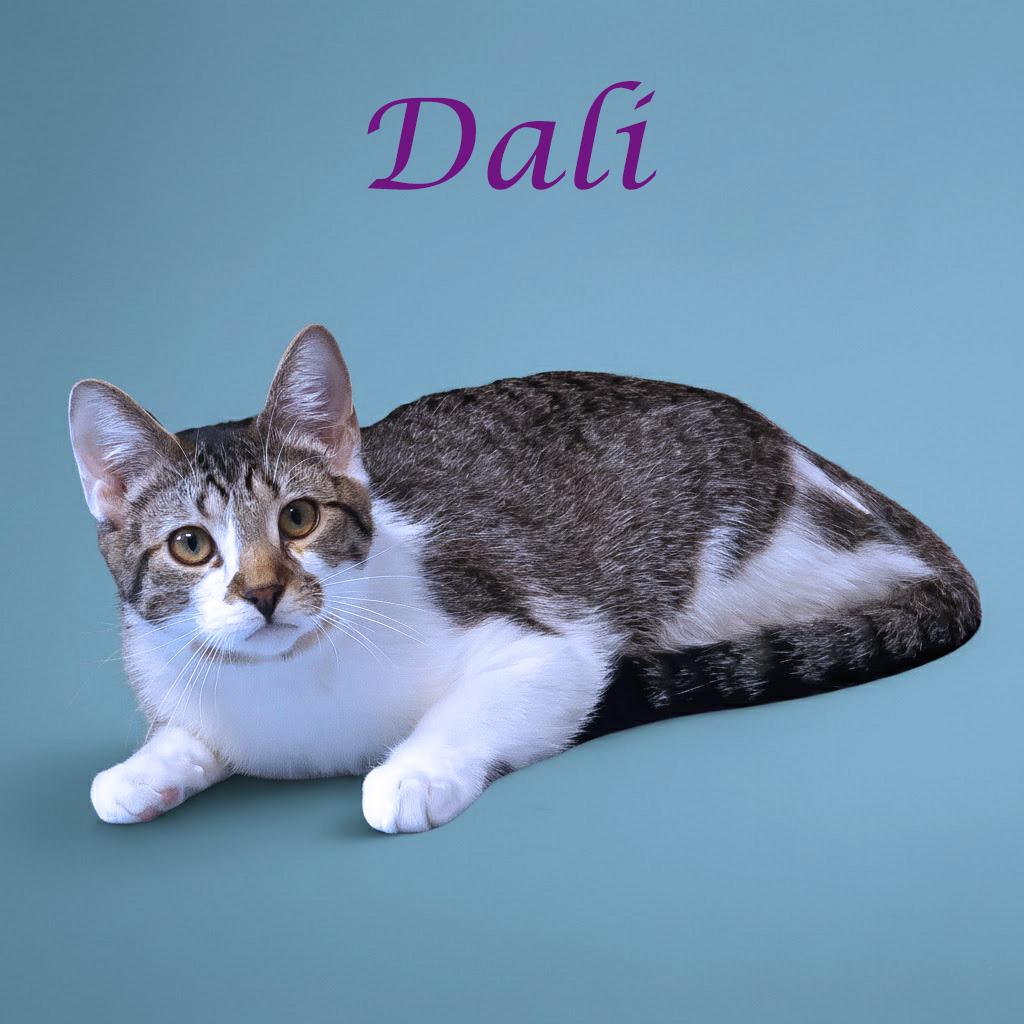 Dali C25-212, a Adoptable Domestic Short Hair in Lebanon, TN image 1/6