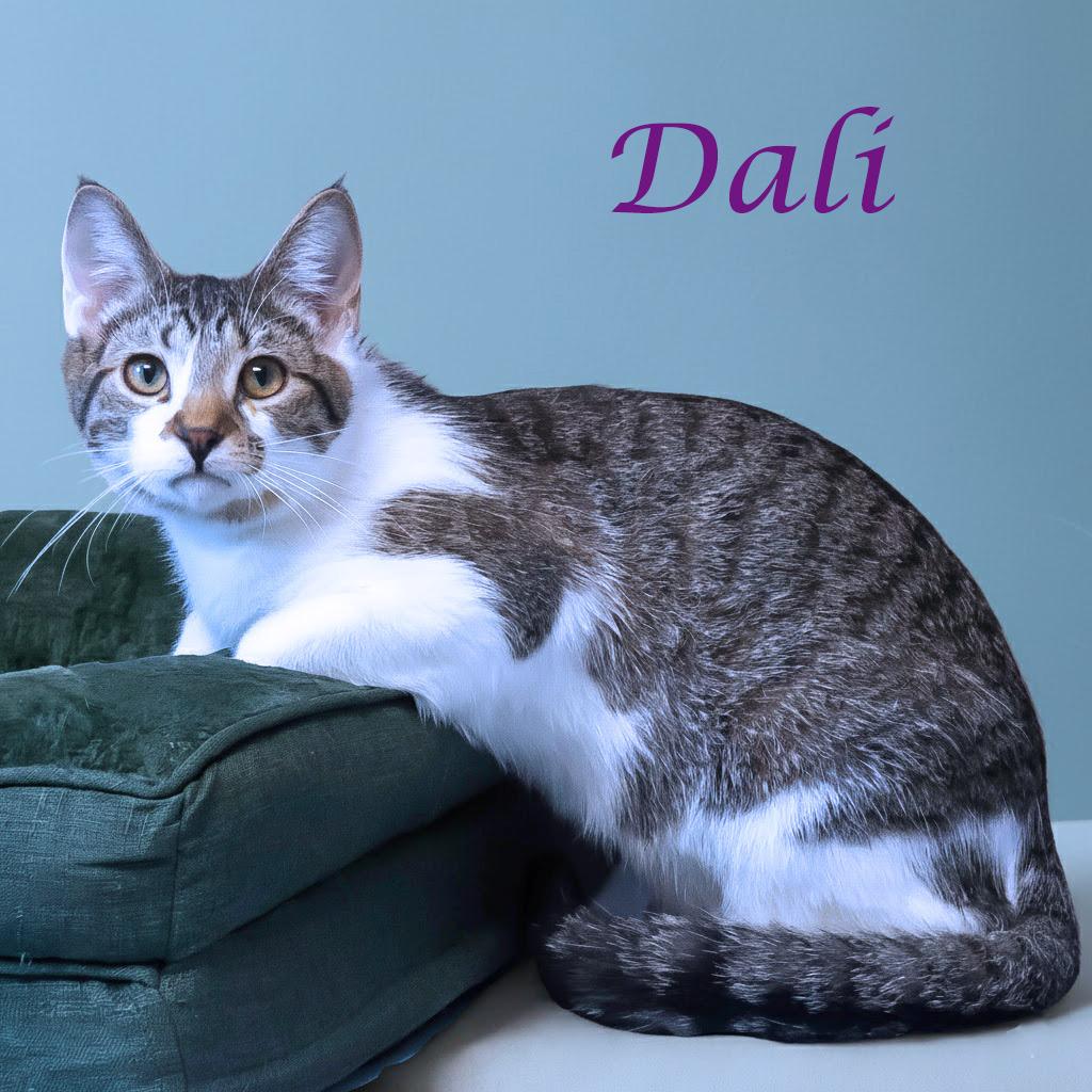 Dali C25-212, a Adoptable Domestic Short Hair in Lebanon, TN image 2/6