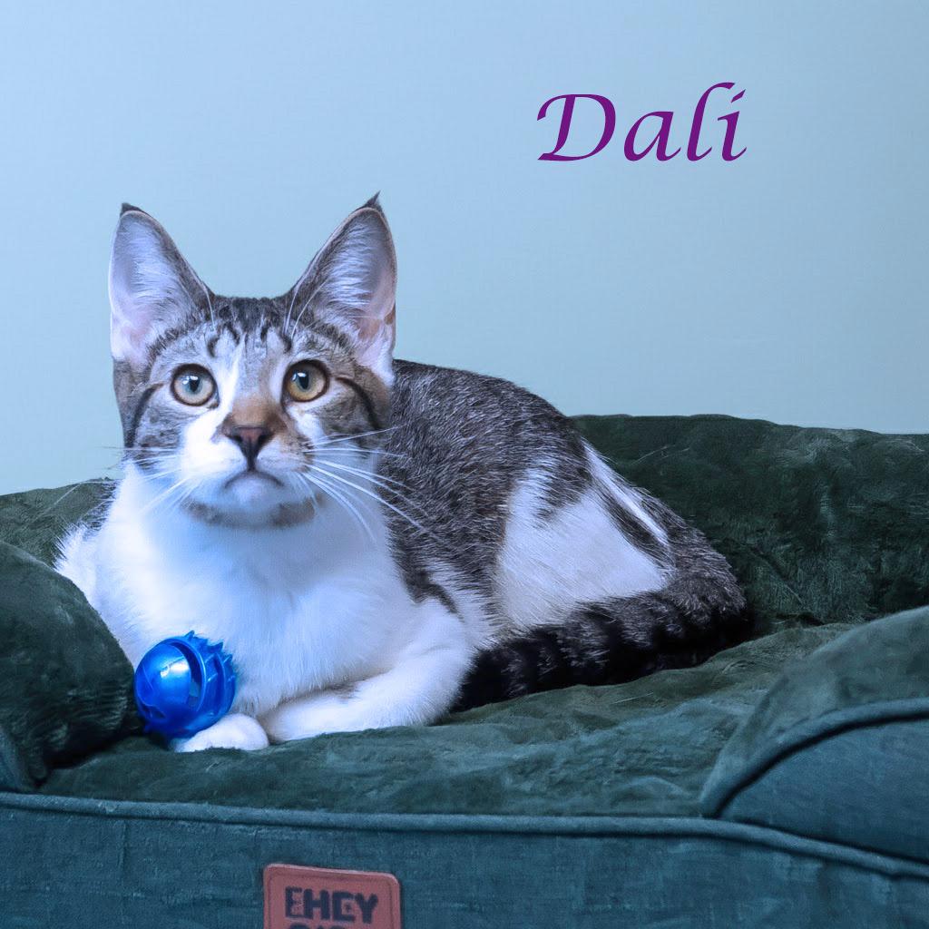 Dali C25-212, a Adoptable Domestic Short Hair in Lebanon, TN image 5/6