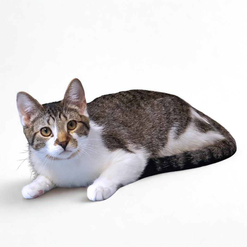 Dali C25-212, a Adoptable Domestic Short Hair in Lebanon, TN image 3/6