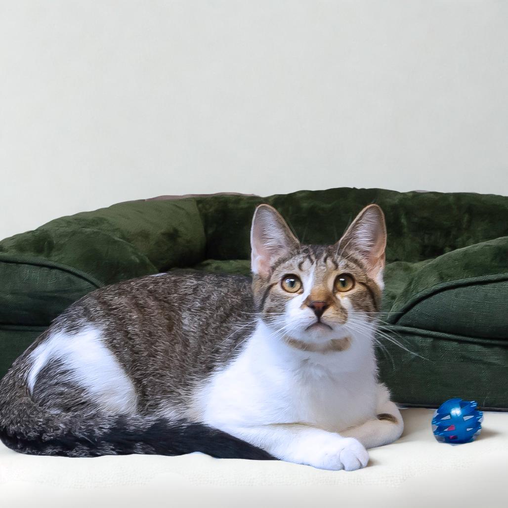 Dali C25-212, a Adoptable Domestic Short Hair in Lebanon, TN image 4/6