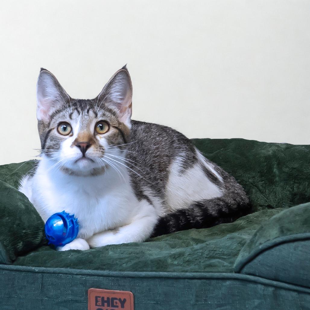 Dali C25-212, a Adoptable Domestic Short Hair in Lebanon, TN image 5/6