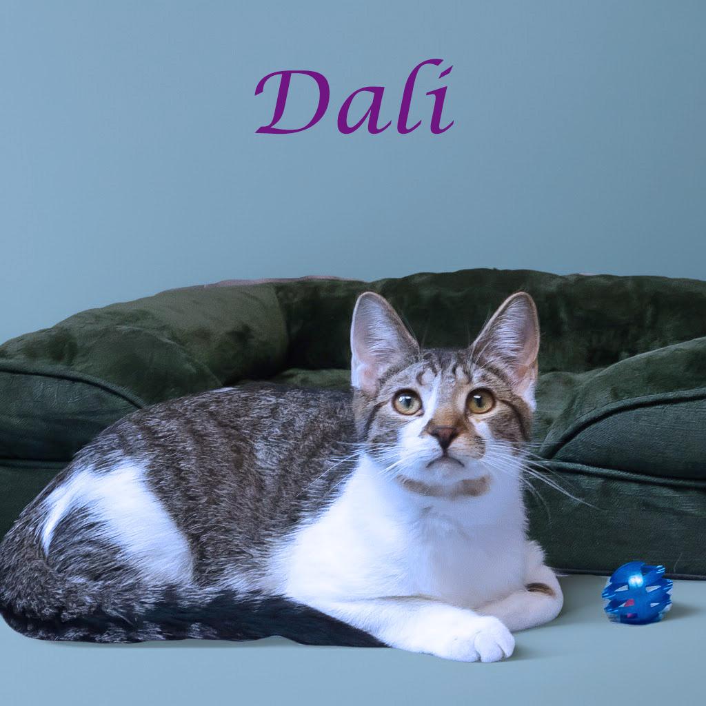 Dali C25-212, a Adoptable Domestic Short Hair in Lebanon, TN image 6/6