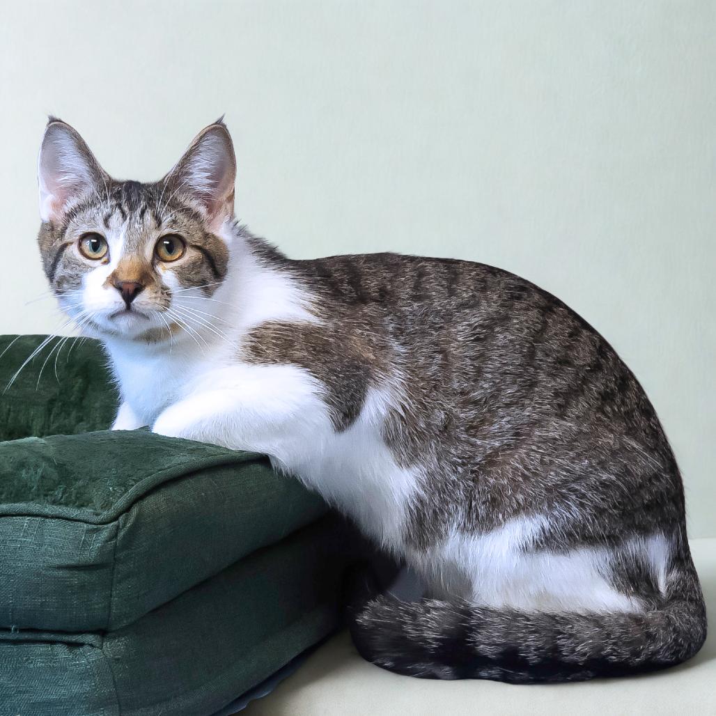 Dali C25-212, a Adoptable Domestic Short Hair in Lebanon, TN image 6/6