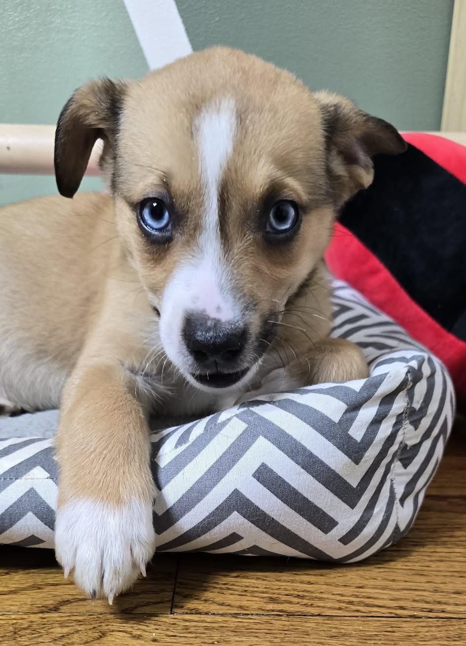 Enlarge Julia, an adopted mixed breed in Grand Rapids, MI image 2/2