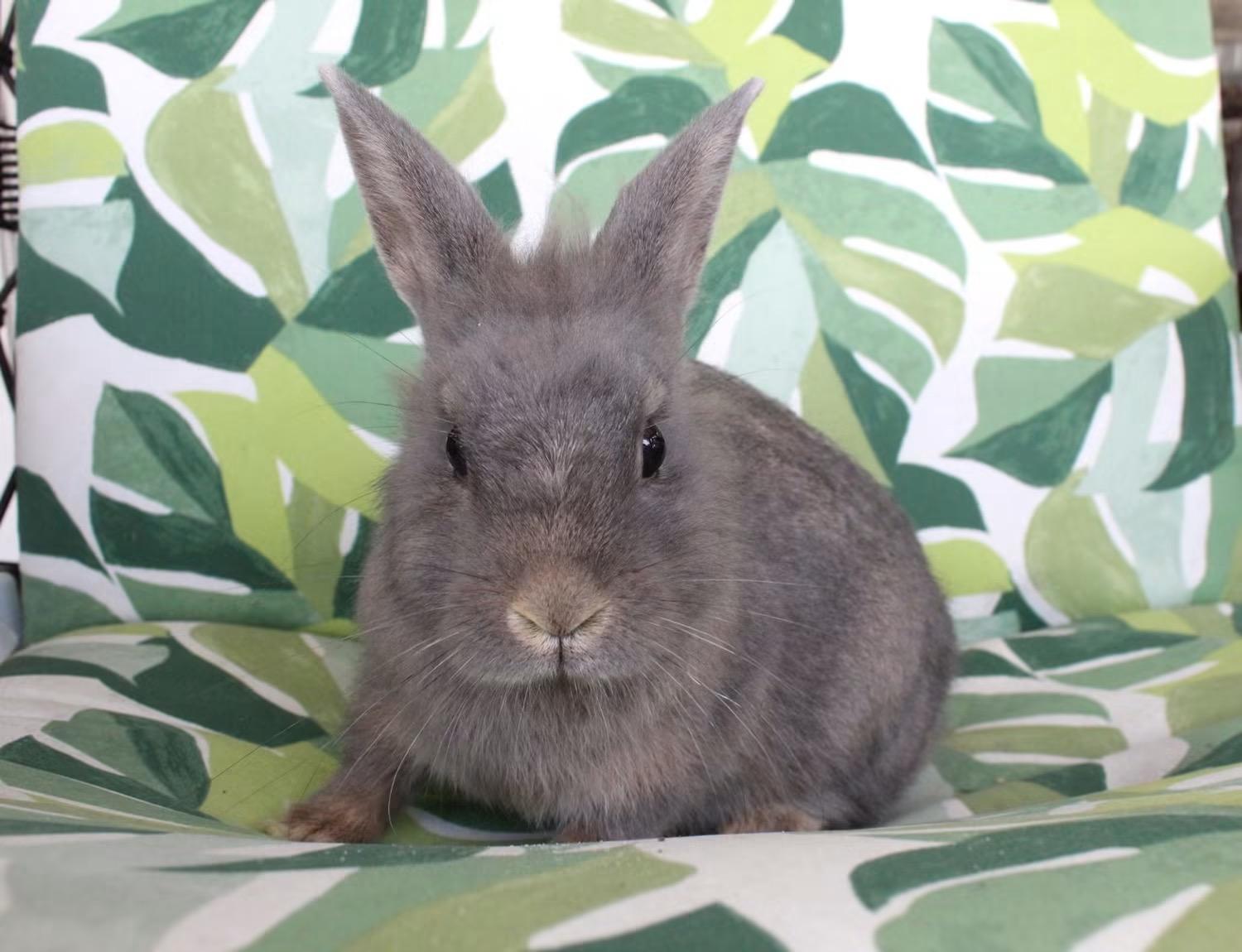Enlarge Belinda, a ADOPTABLE Lilac in Hillside, NJ image 2/3