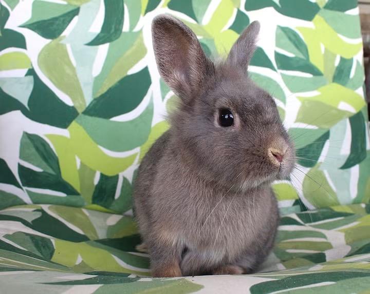 Enlarge Belinda, a ADOPTABLE Lilac in Hillside, NJ image 1/3