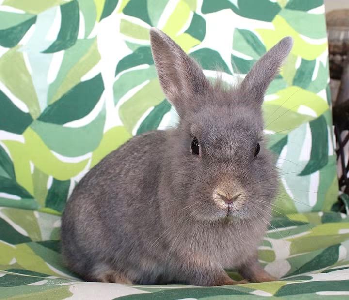 Enlarge Belinda, a ADOPTABLE Lilac in Hillside, NJ image 3/3