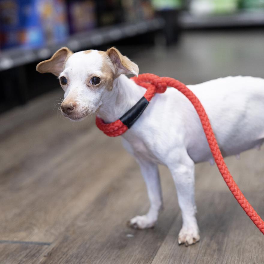 Enlarge Nala, a Adoptable Chihuahua in Tinley Park, IL image 1/5