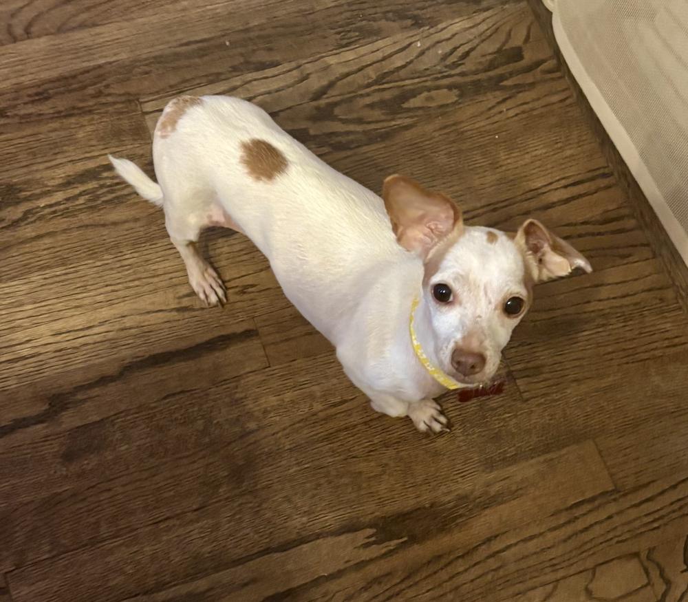 Enlarge Nala, a Adoptable Chihuahua in Tinley Park, IL image 2/5