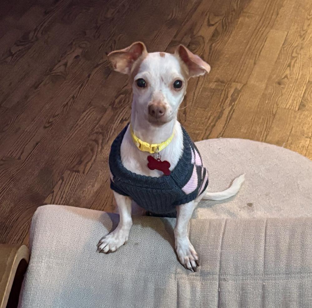 Enlarge Nala, a Adoptable Chihuahua in Tinley Park, IL image 3/5