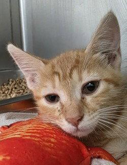 CA 133 Coroline, Adoptable, Kitten Female Domestic Short Hair.