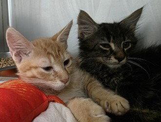 Enlarge CA 133 Coroline, a Adoptable Domestic Short Hair in Glen Allen, VA image 2/2