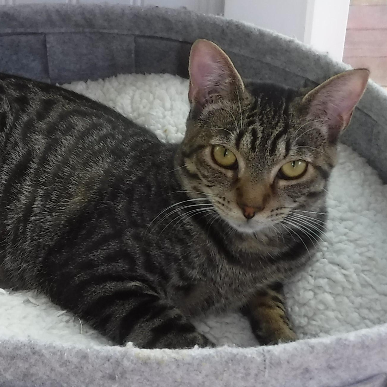 Enlarge Phantom - Quiet and Loving, a ADOPTABLE Tabby in Hoquiam, WA image 1/4