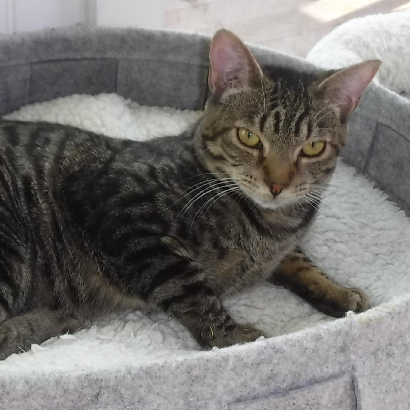 Enlarge Phantom - Quiet and Loving, a ADOPTABLE Tabby in Hoquiam, WA image 2/4