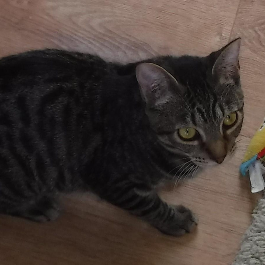 Enlarge Phantom - Quiet and Loving, a ADOPTABLE Tabby in Hoquiam, WA image 3/4