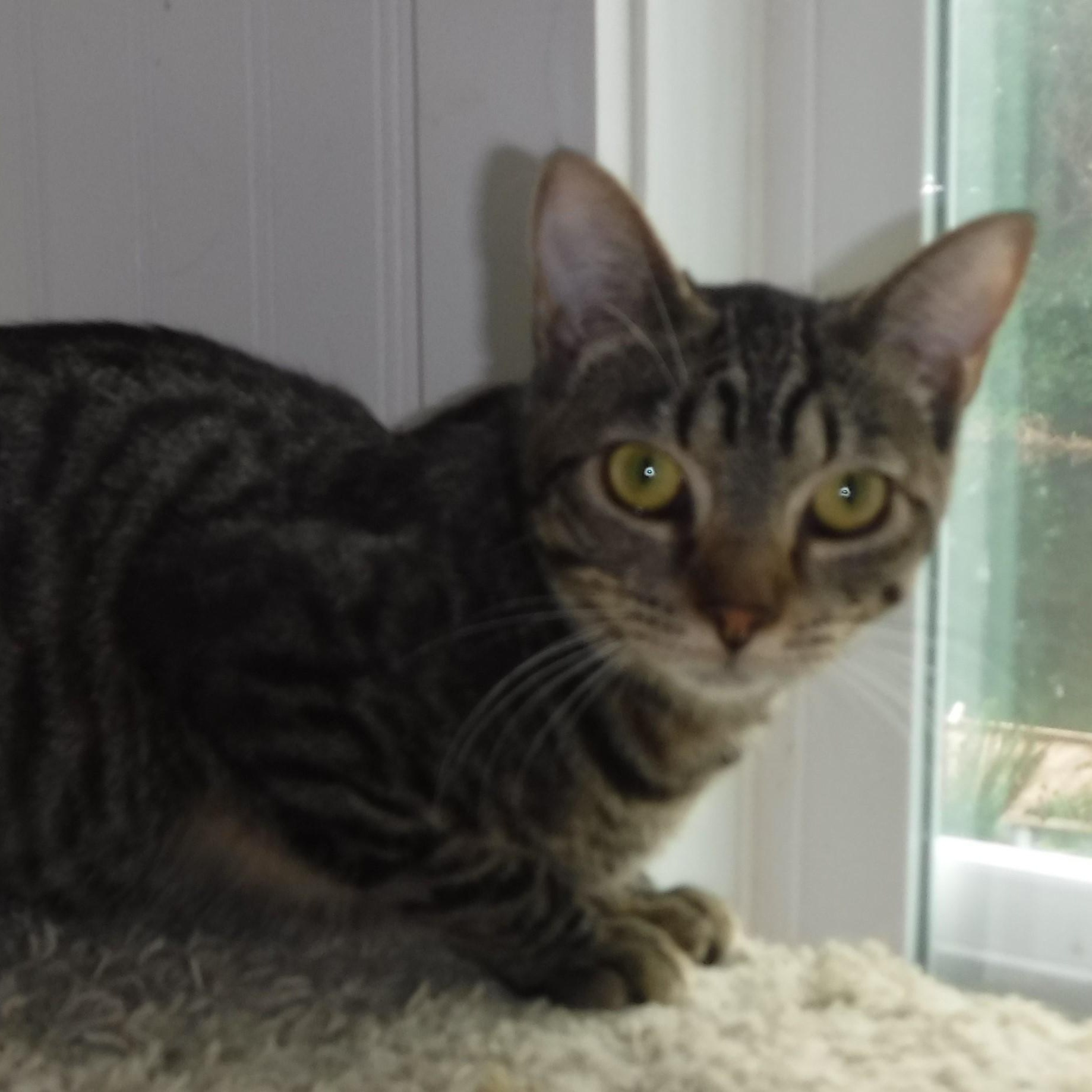 Enlarge Phantom - Quiet and Loving, a ADOPTABLE Tabby in Hoquiam, WA image 4/4