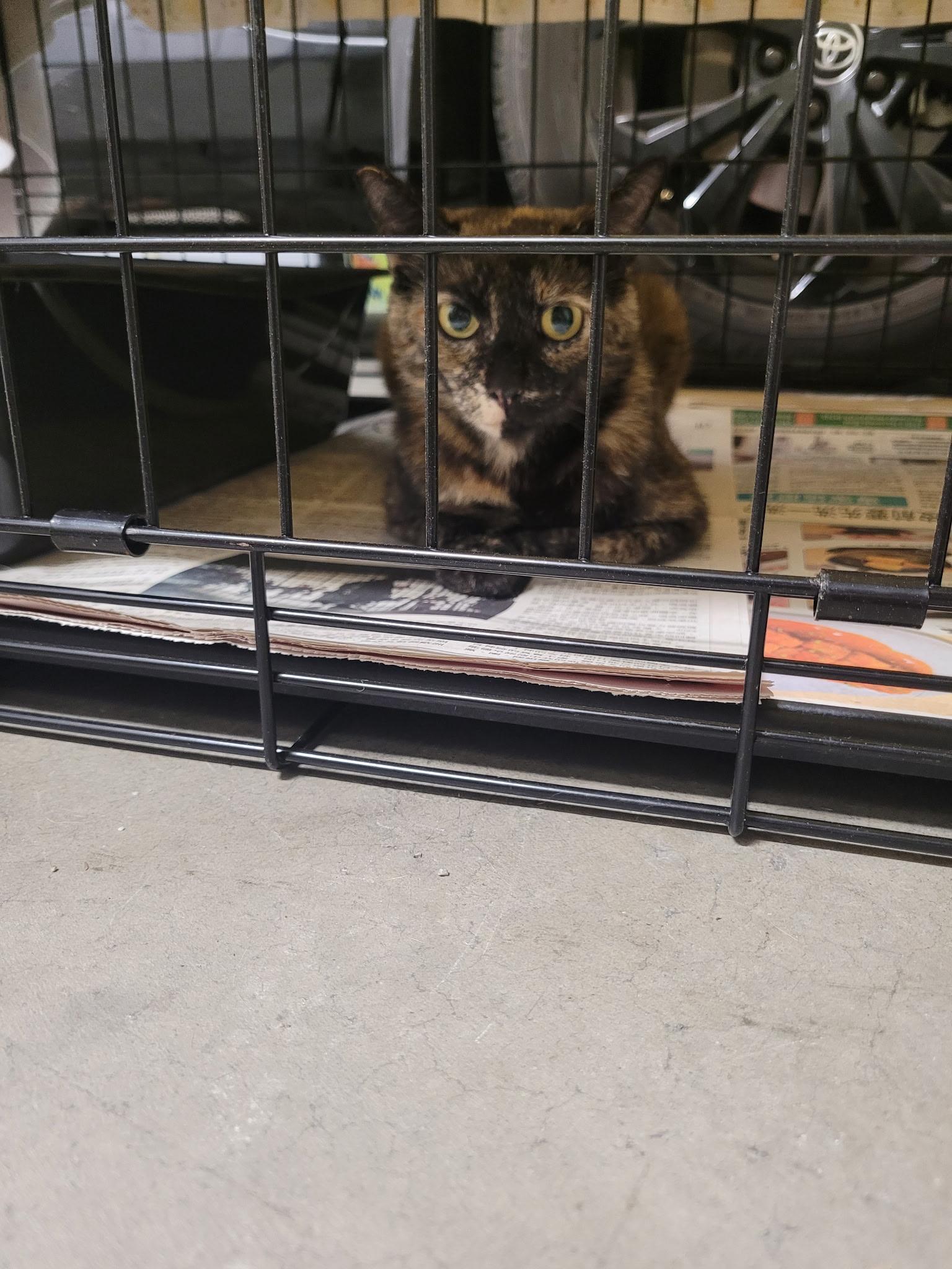 Galadriel, an adopted Domestic Short Hair in Sherman Oaks, CA image 4/6