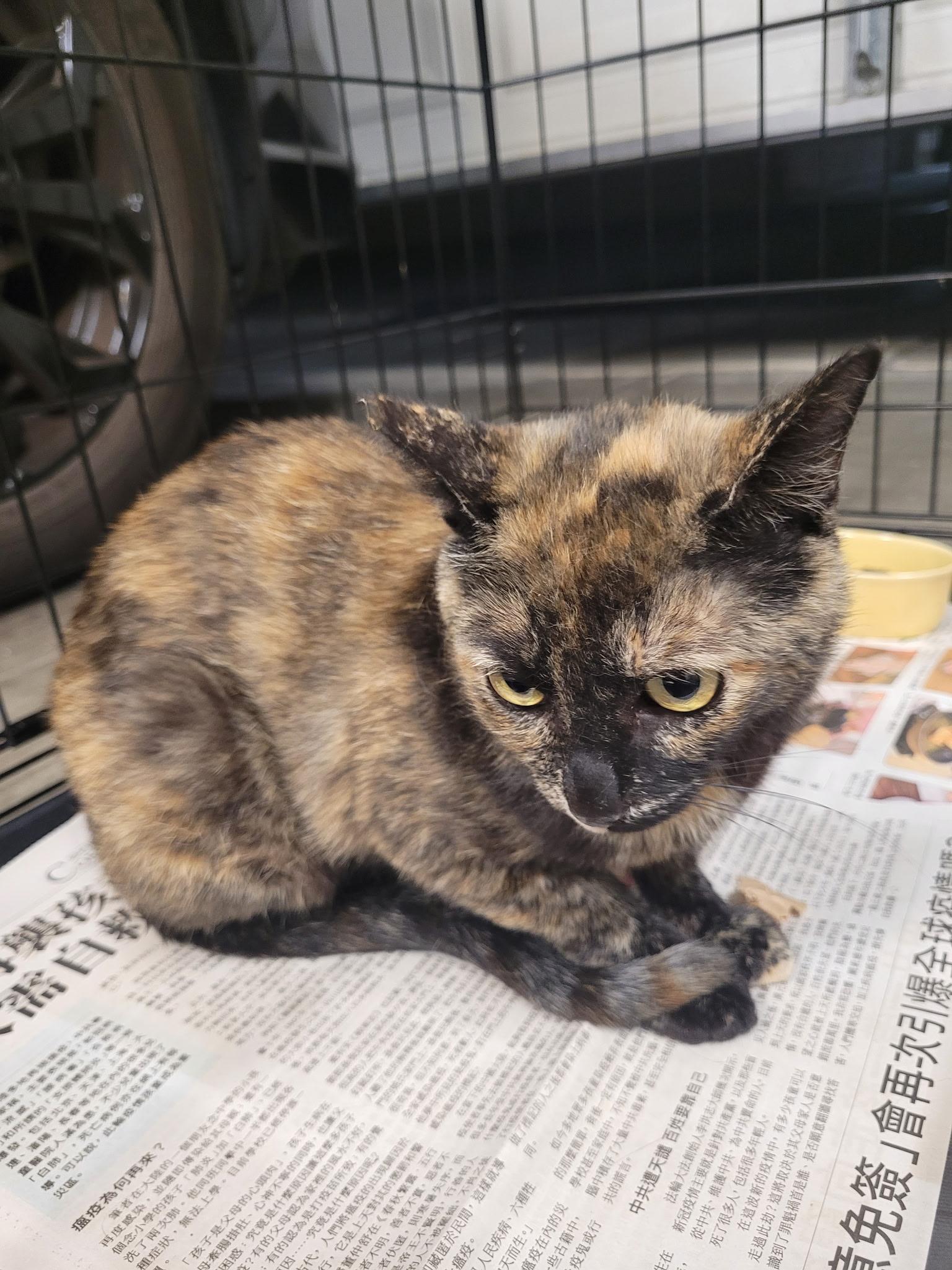 Galadriel, an adopted Domestic Short Hair in Sherman Oaks, CA image 5/6