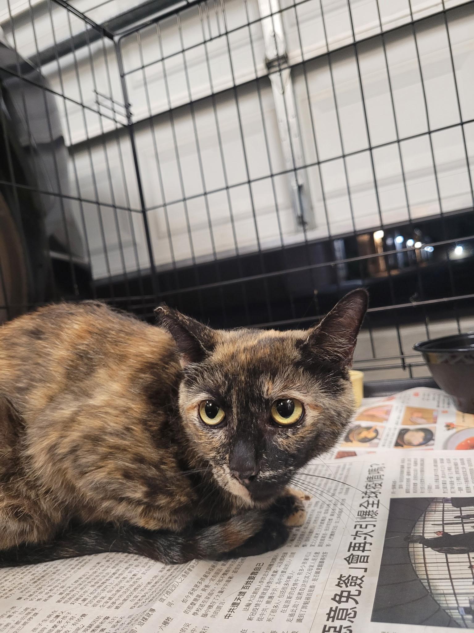 Galadriel, an adopted Domestic Short Hair in Sherman Oaks, CA image 6/6