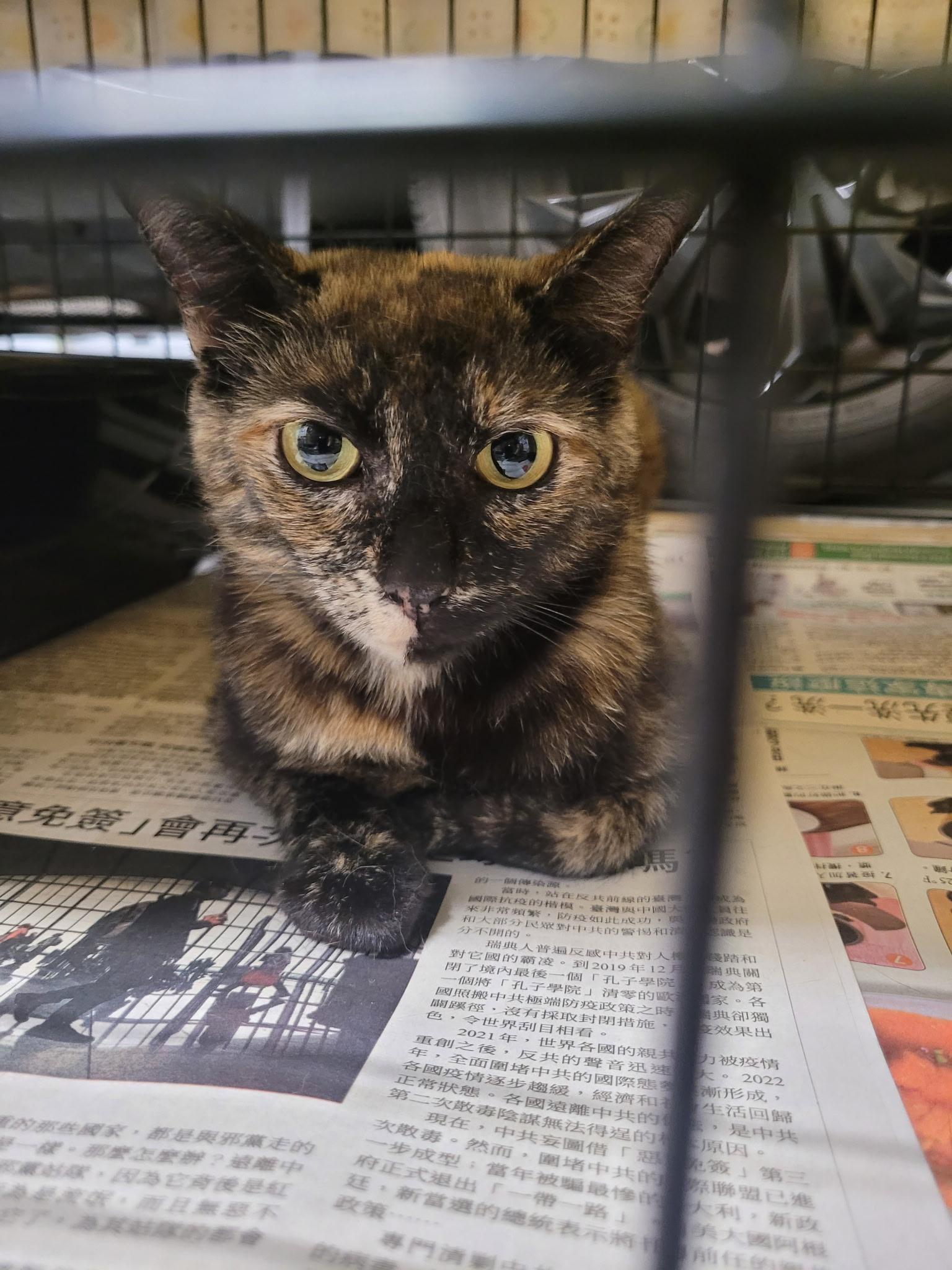 Galadriel, an adopted Domestic Short Hair in Sherman Oaks, CA image 3/6