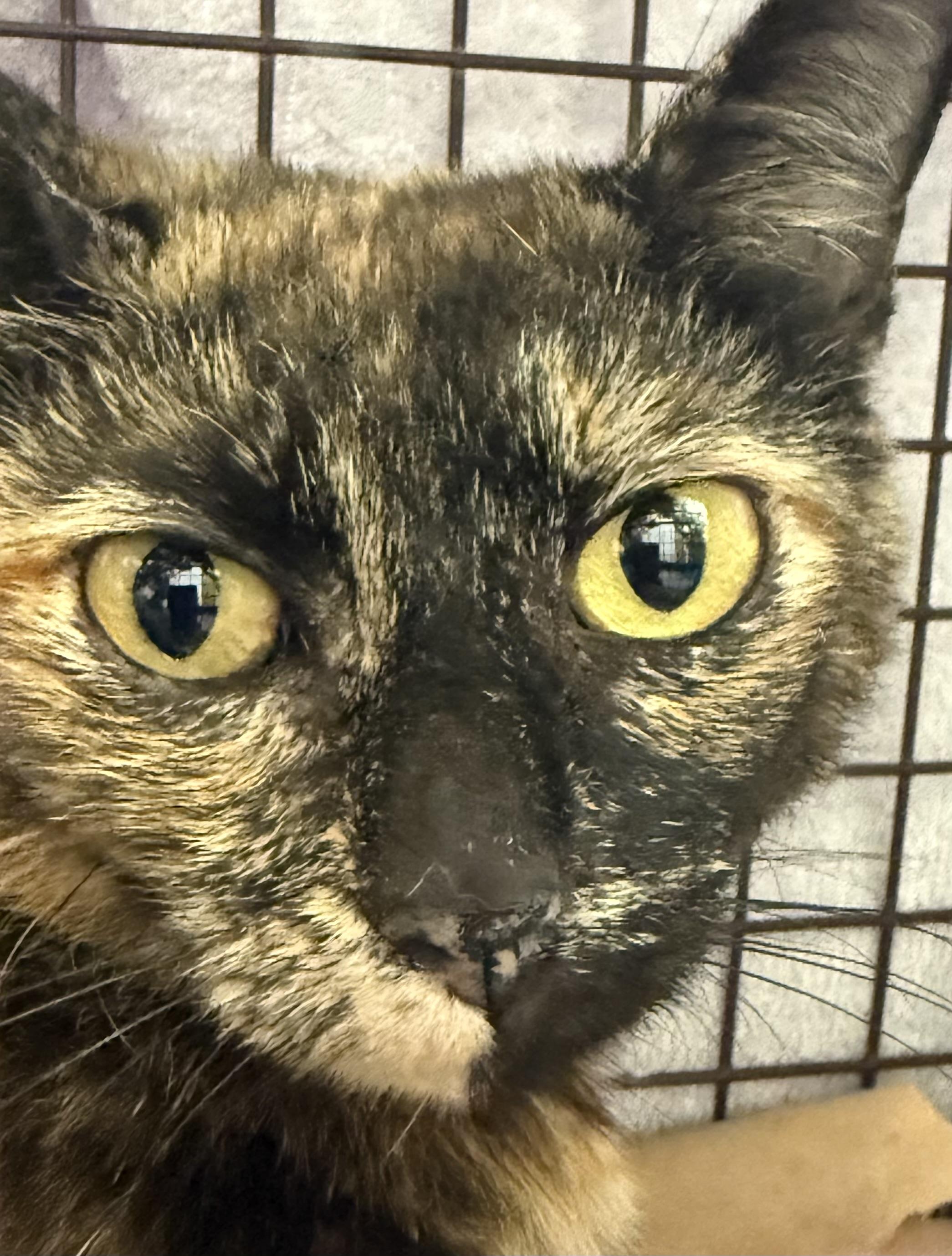 Galadriel, an adopted Domestic Short Hair in Sherman Oaks, CA image 1/6