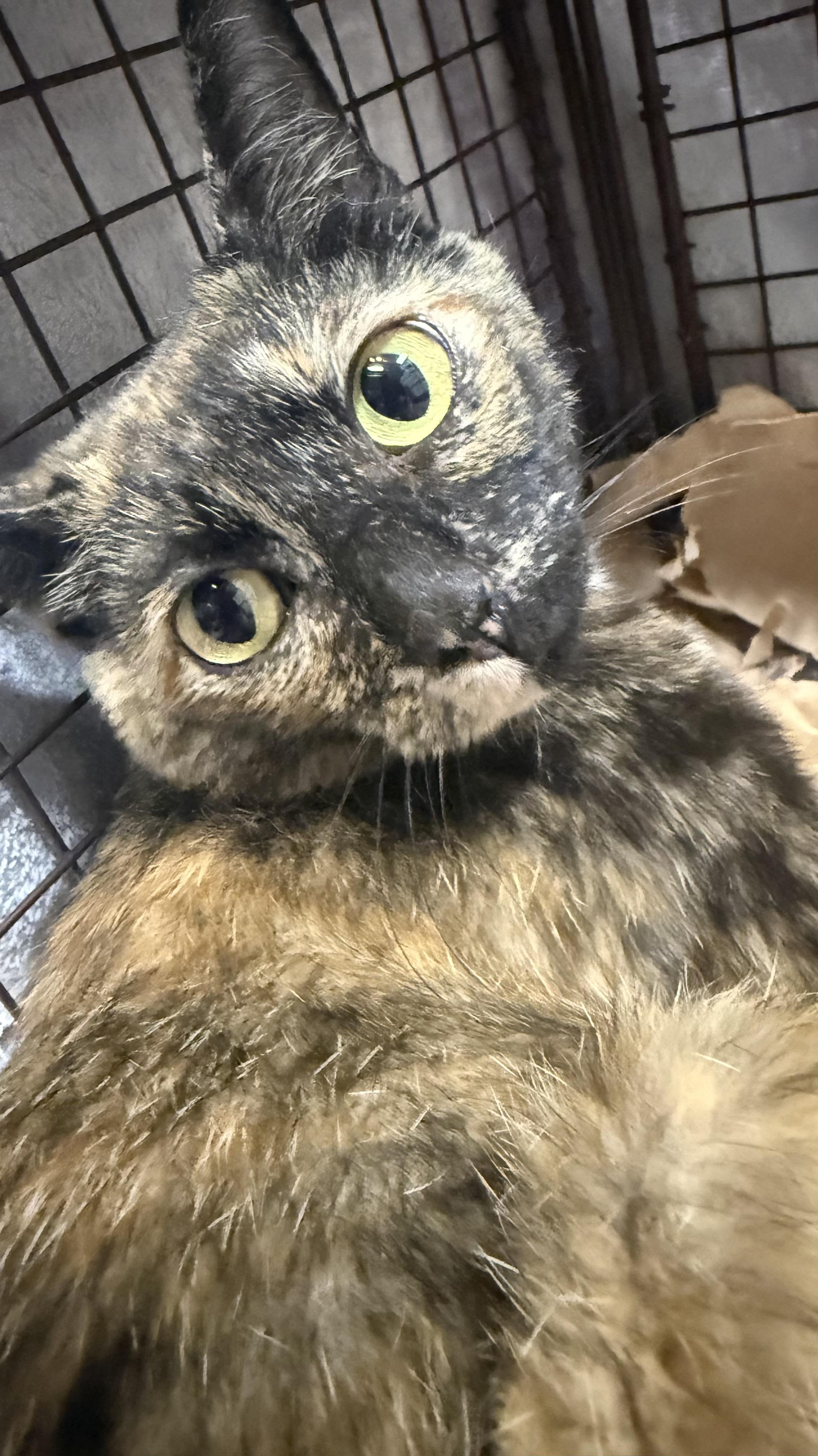 Galadriel, an adopted Domestic Short Hair in Sherman Oaks, CA image 2/6