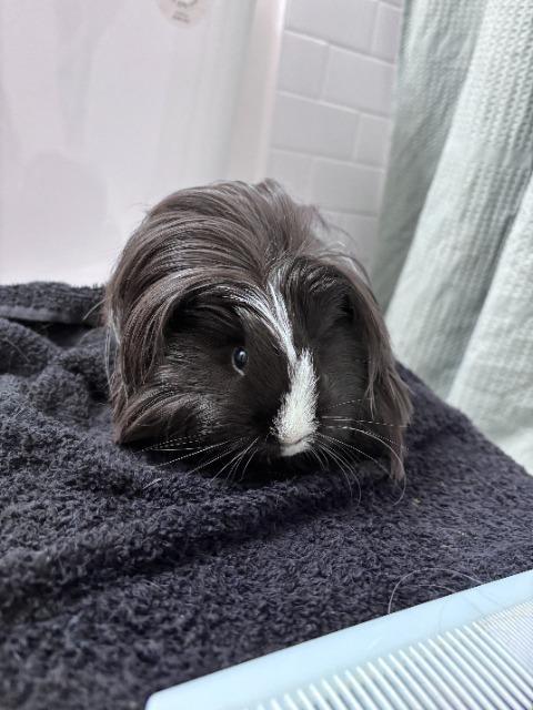 Enlarge Monroe, a Adopted Guinea Pig in Eagle Mountain, UT image 1/2