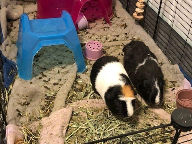 Enlarge Monroe, a Adopted Guinea Pig in Eagle Mountain, UT image 2/2