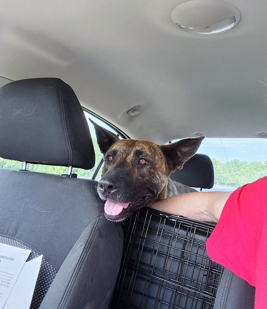 Enlarge Kona, a Adopted mixed breed in Denver, NC image 1/12