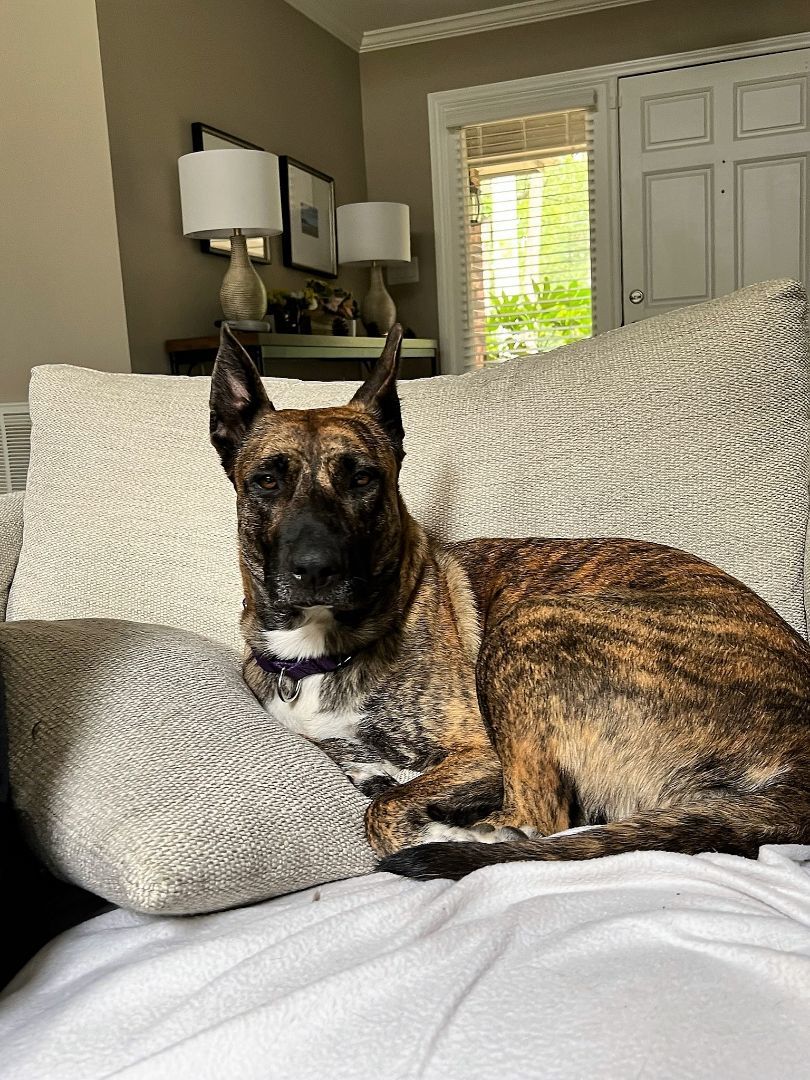 Enlarge Kona, a Adopted mixed breed in Denver, NC image 3/12