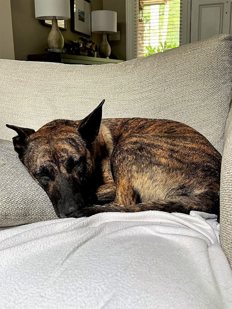 Enlarge Kona, a Adopted mixed breed in Denver, NC image 4/12