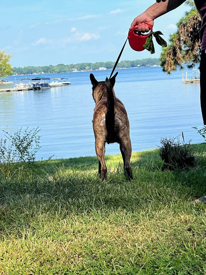 Enlarge Kona, a Adopted mixed breed in Denver, NC image 6/12