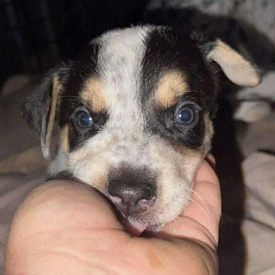 Atom, adopted, Puppy Male Australian Cattle Dog / Blue Heeler.