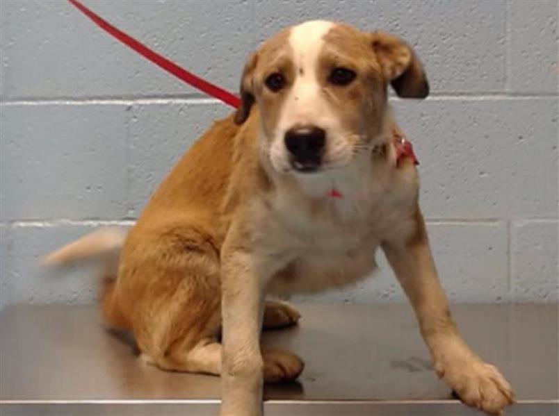 SAVE ME PLEASE! LISA - ID#A543667