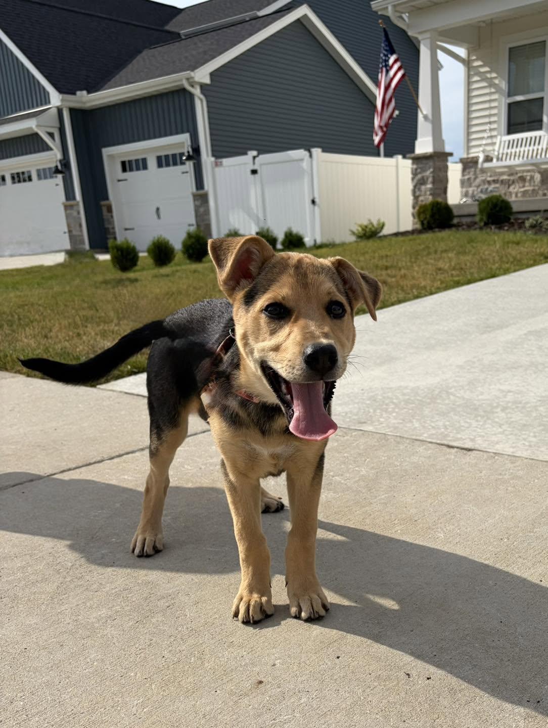 Reese(now Rosie)--Easter candy litter, Adopted, Puppy Female German Shepherd Dog & Alaskan Malamute.